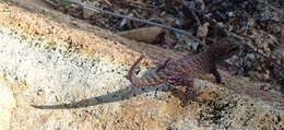 Image of Pacific Slender-toed Gecko