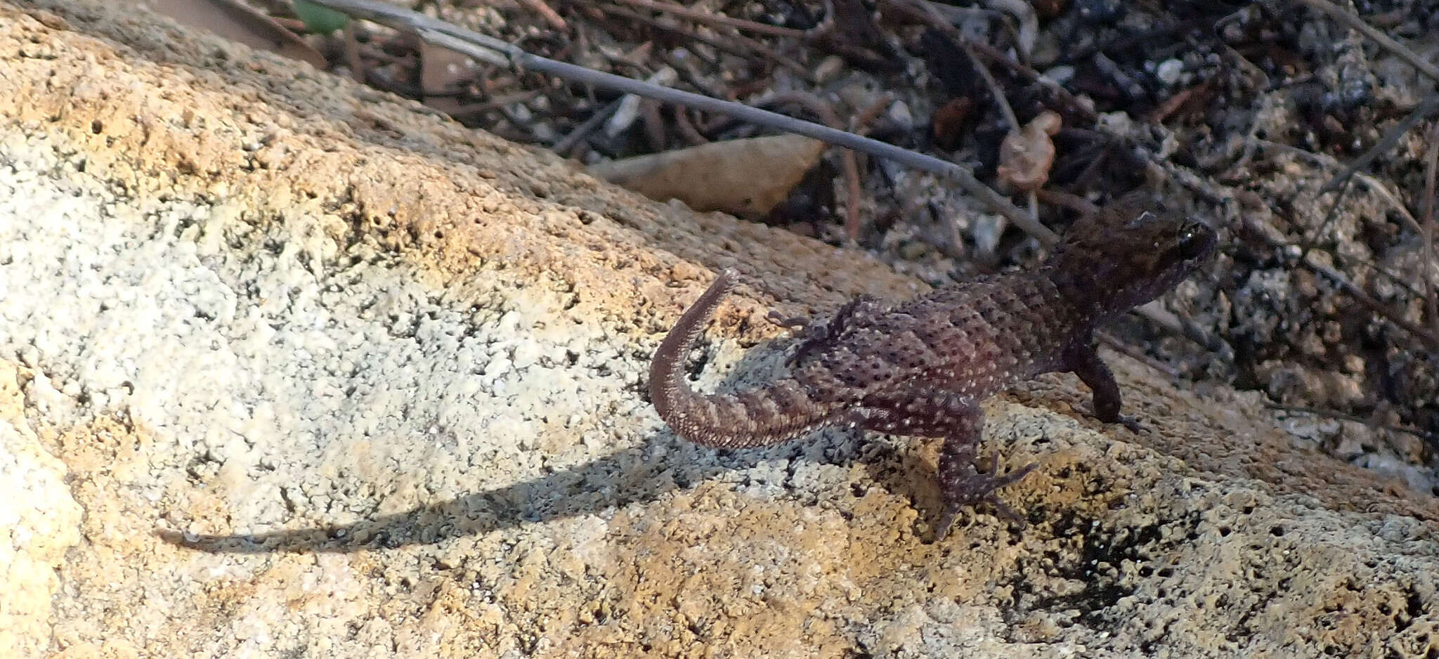 Image of Pacific Slender-toed Gecko