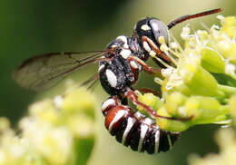 Image of Eucerceris tricolor Cockerell 1897