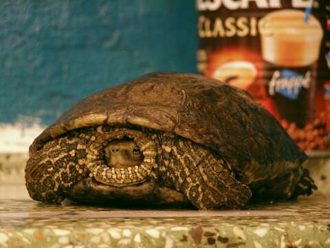 Image of Balkan pond turtle