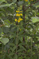 Image of Yellow Loosestrife