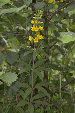 Image of Yellow Loosestrife