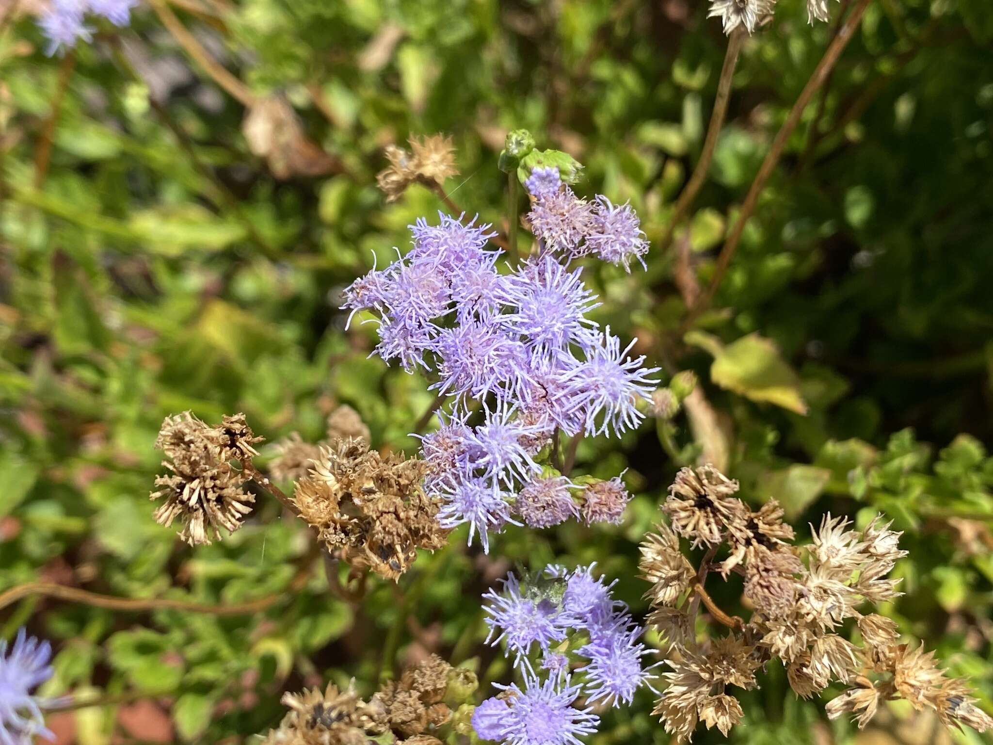 Imagem de Ageratum maritimum Kunth