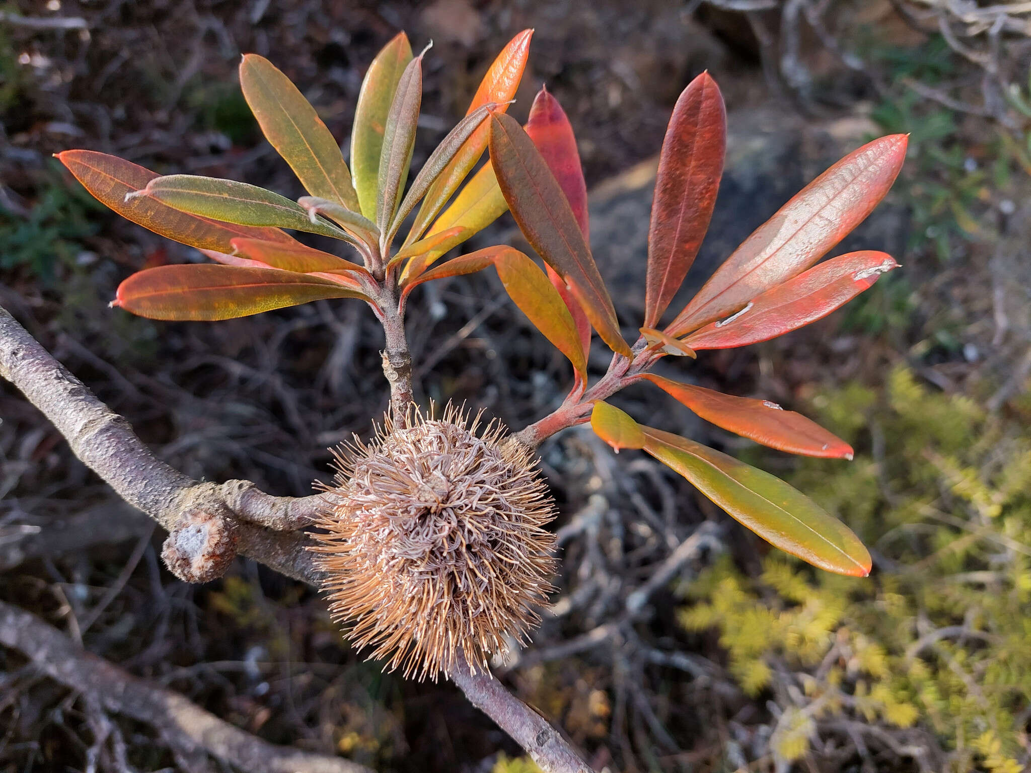 Image of Banksia saxicola A. S. George