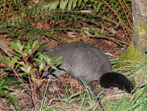 Image of Mountain Brushtail Possum