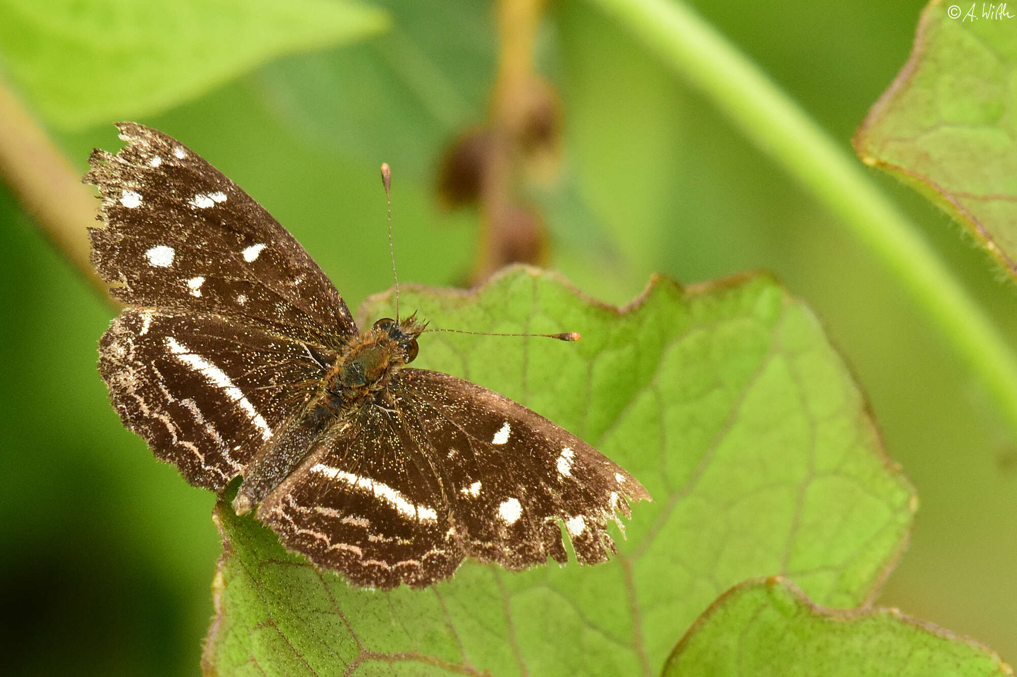 Image of Dagon pusilla Salvin 1869