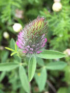 Image of purple clover