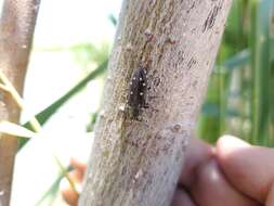 Image of Jewel beetle