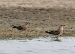 Image of Oriental Pratincole