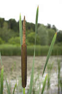 Image of broadleaf cattail