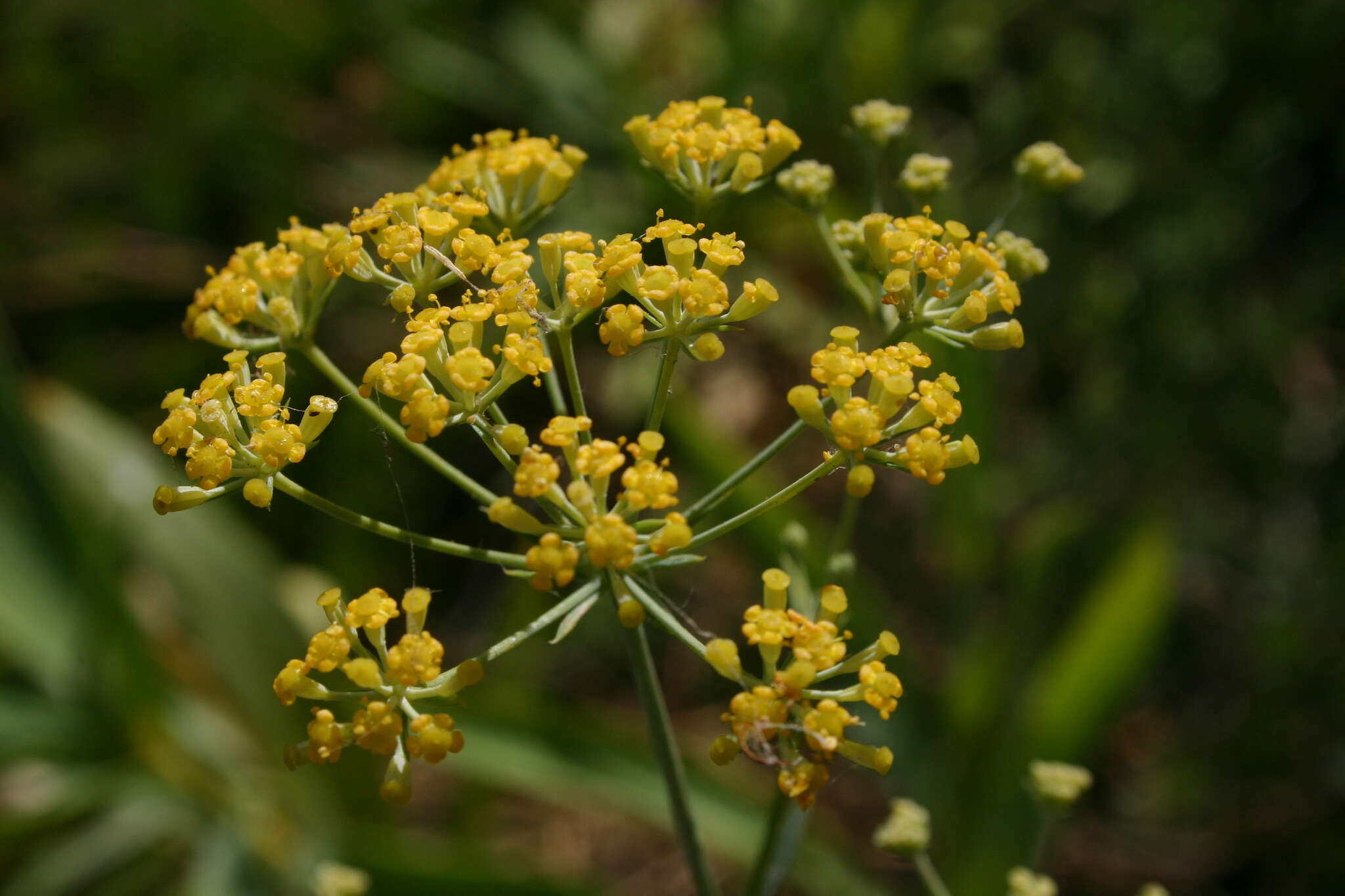 Image of Bupleurum plantagineum Desf.