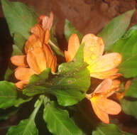 Imagem de Crossandra infundibuliformis (L.) Nees