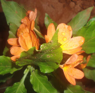 Imagem de Crossandra infundibuliformis (L.) Nees