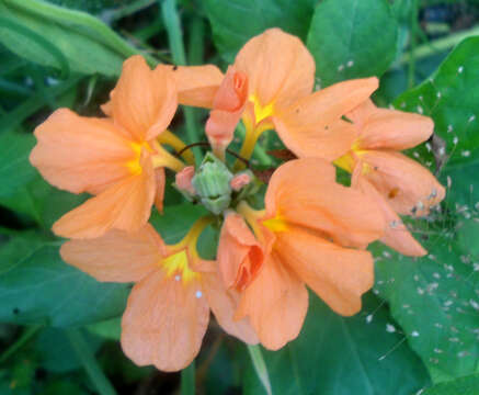 Image of Crossandra infundibuliformis (L.) Nees