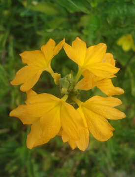 Image of Crossandra infundibuliformis (L.) Nees