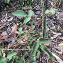 Image of Desmodium rhytidophyllum Benth.