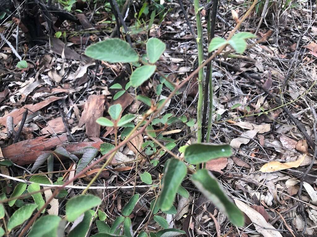 Image of Desmodium rhytidophyllum Benth.