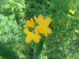 Image of Crossandra infundibuliformis (L.) Nees