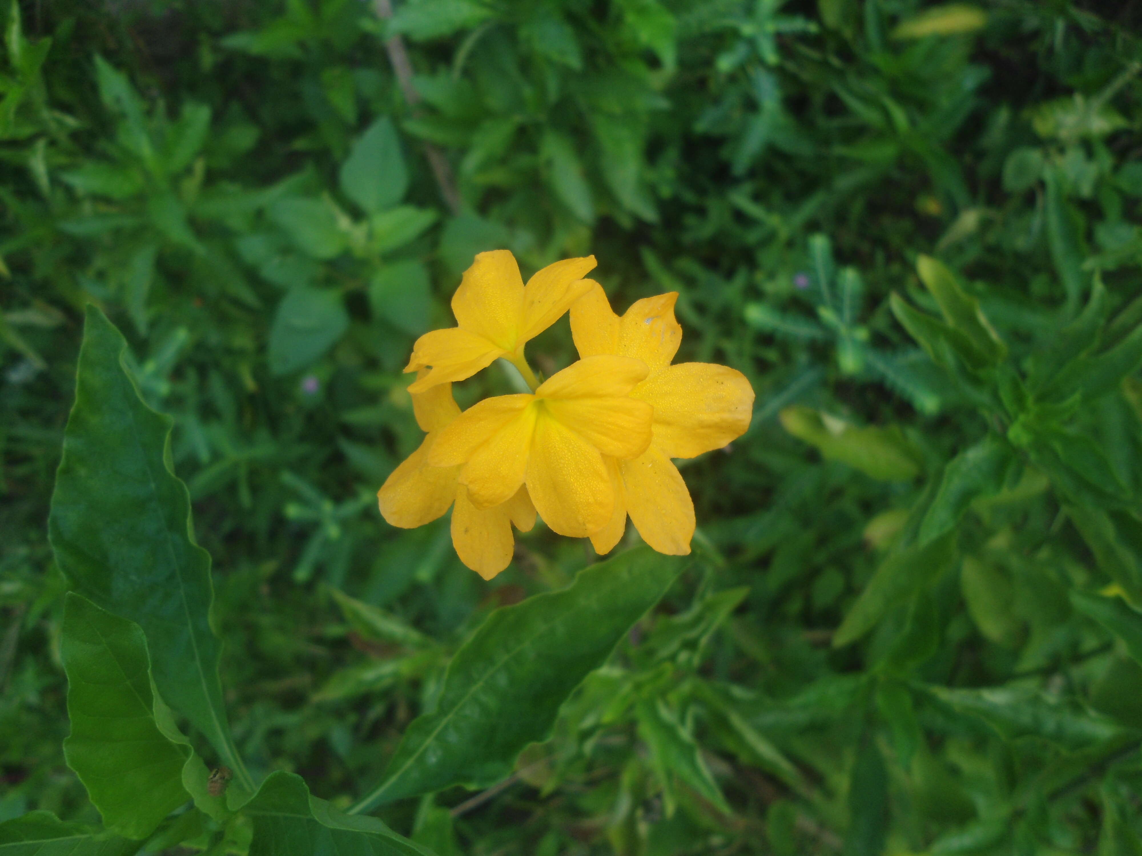 Imagem de Crossandra infundibuliformis (L.) Nees