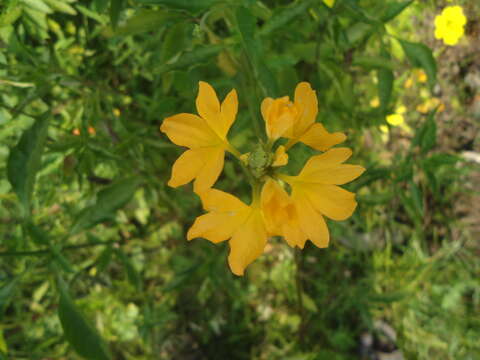 Imagem de Crossandra infundibuliformis (L.) Nees