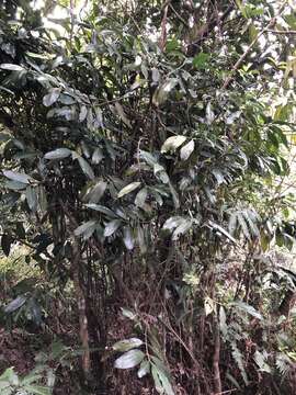 Image of Lasianthus chinensis (Champ.) Benth.