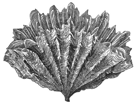 Image of fan corals