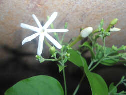 Image of Jasminum grandiflorum L.