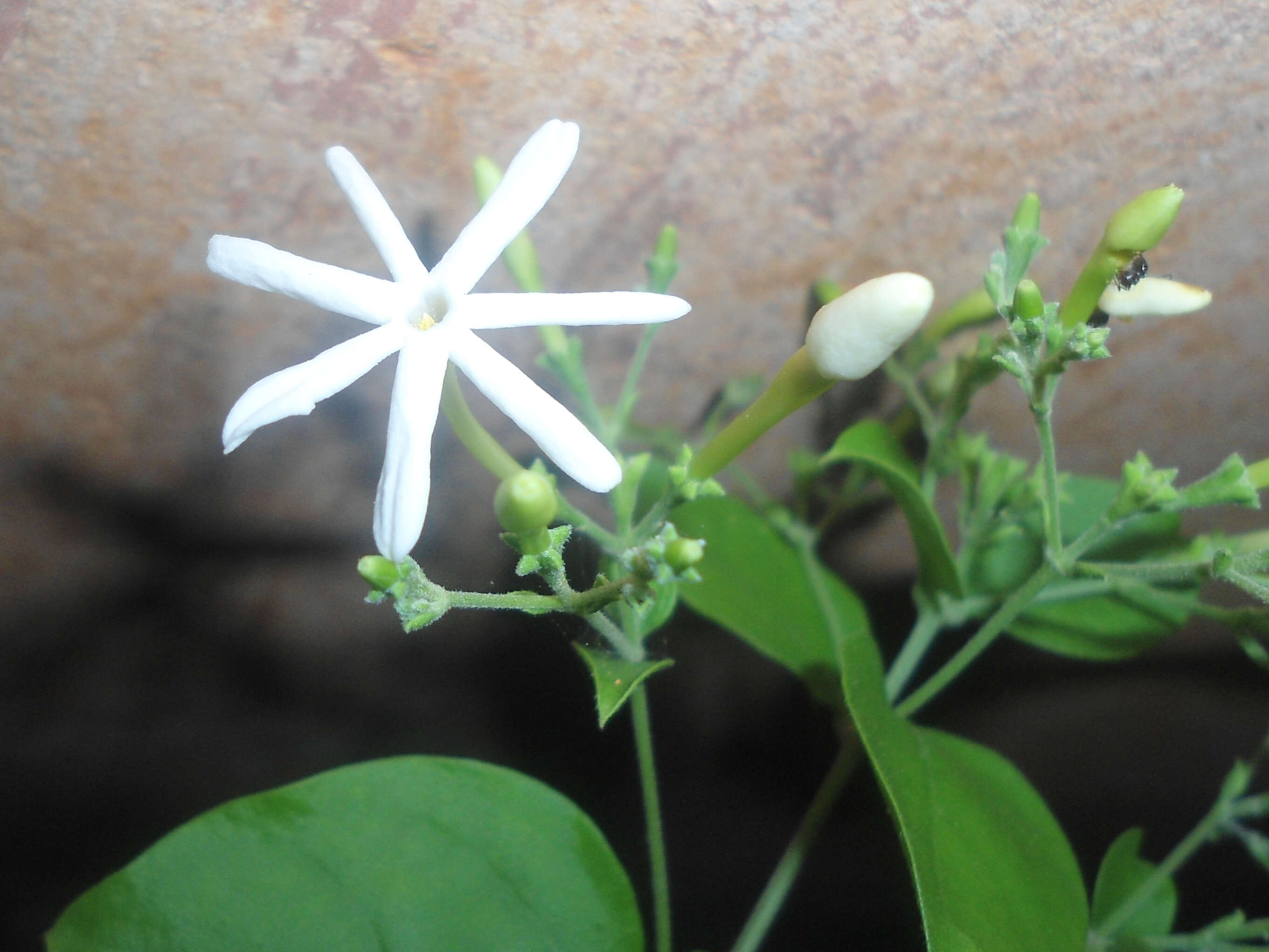 Image of Jasminum grandiflorum L.