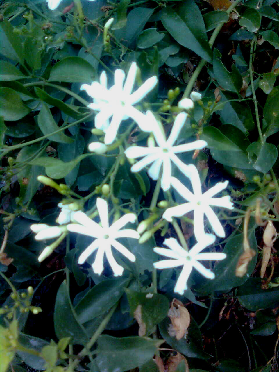 Image of Jasminum grandiflorum L.