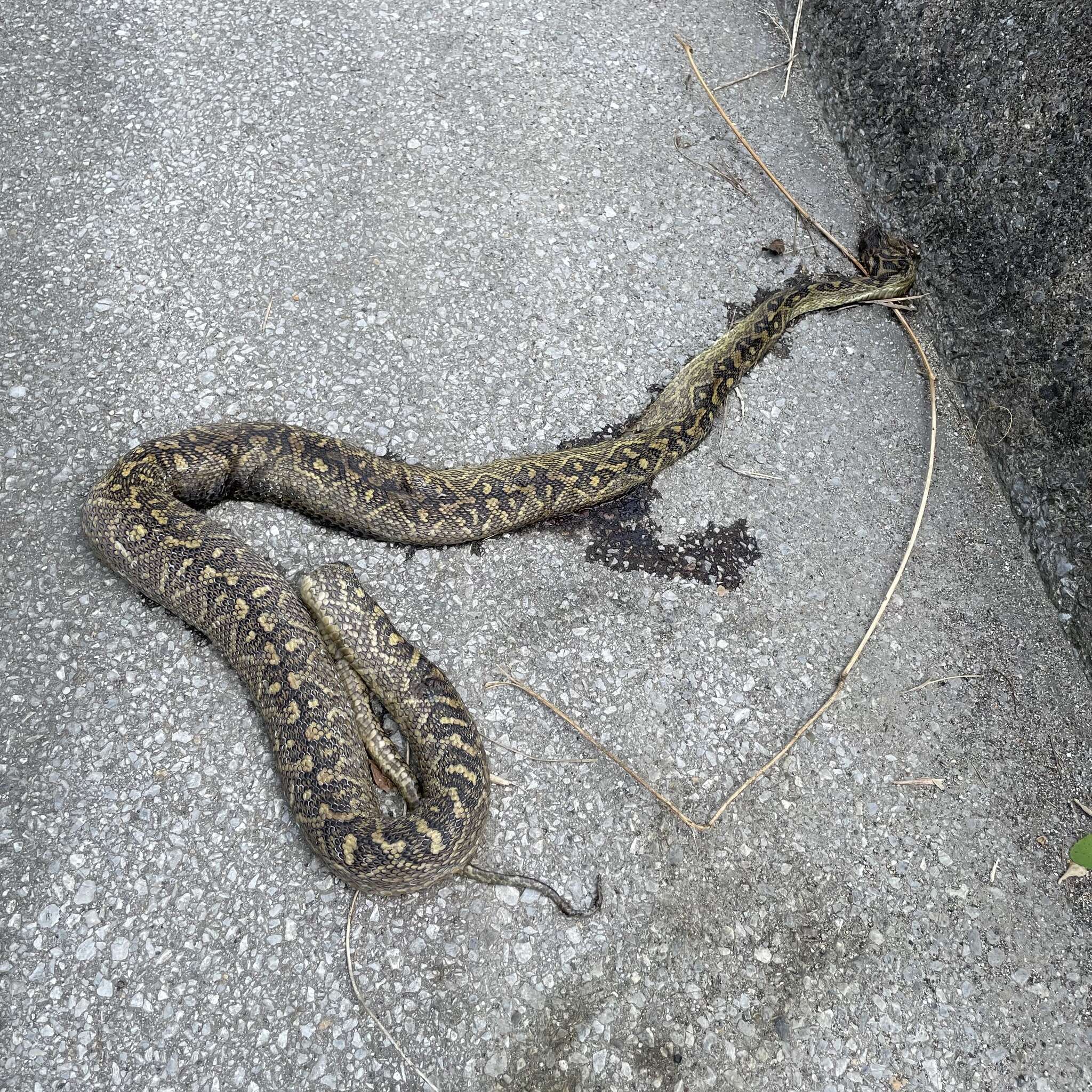 صورة Protobothrops flavoviridis (Hallowell 1861)