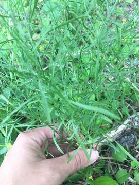 Image of prairie broomweed