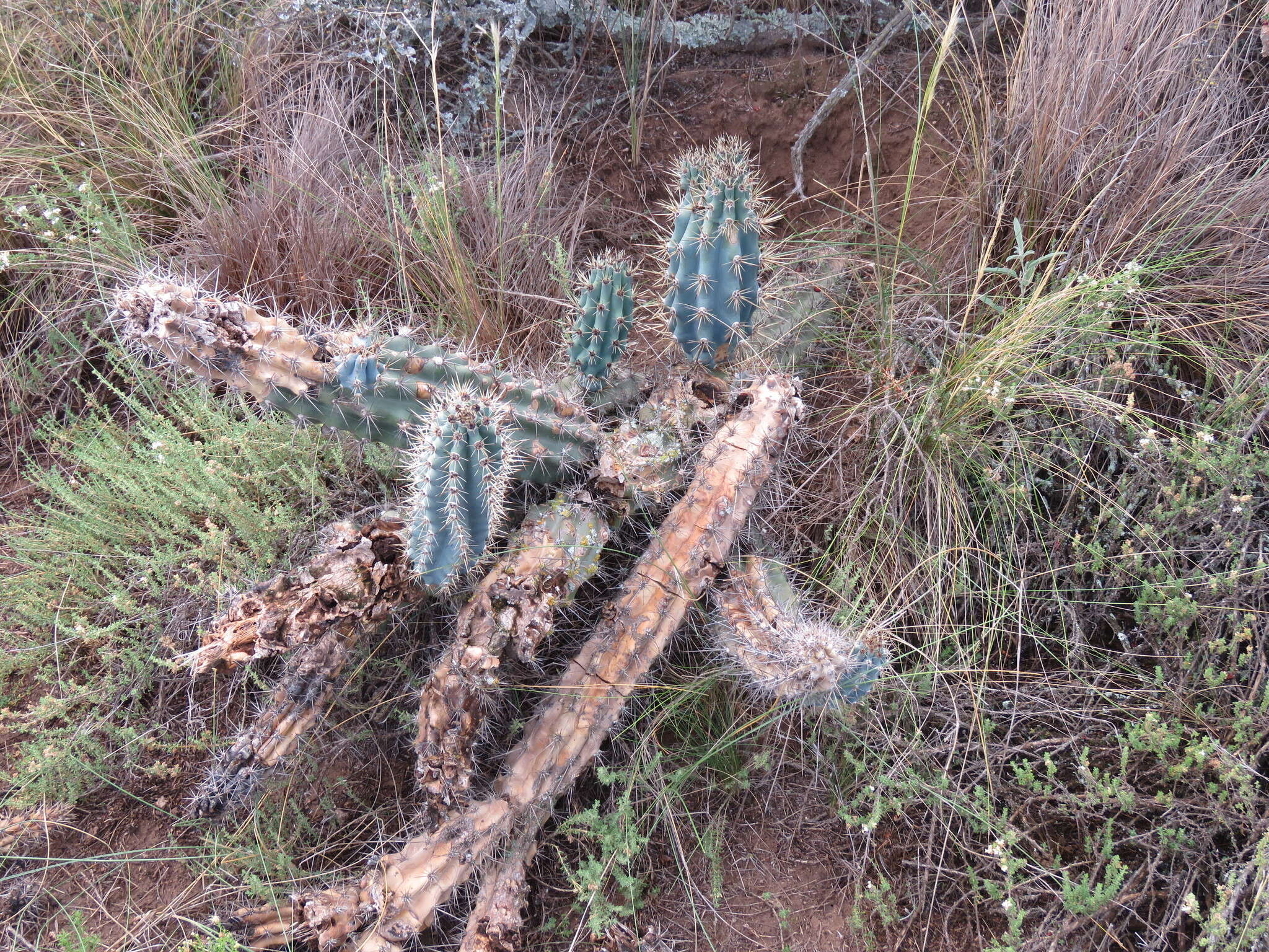 Image de Cereus aethiops Haw.