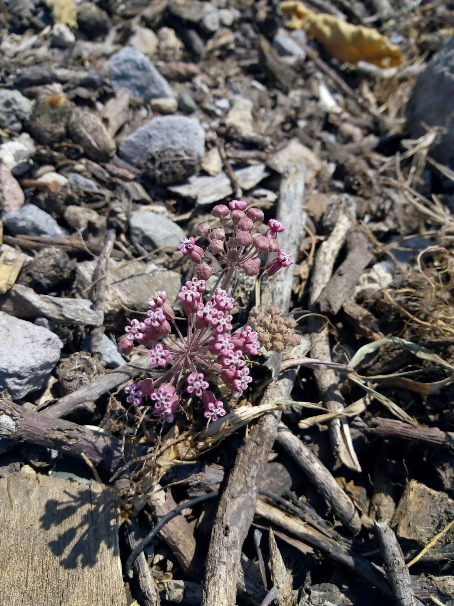 Image de Asclepias rosea Kunth