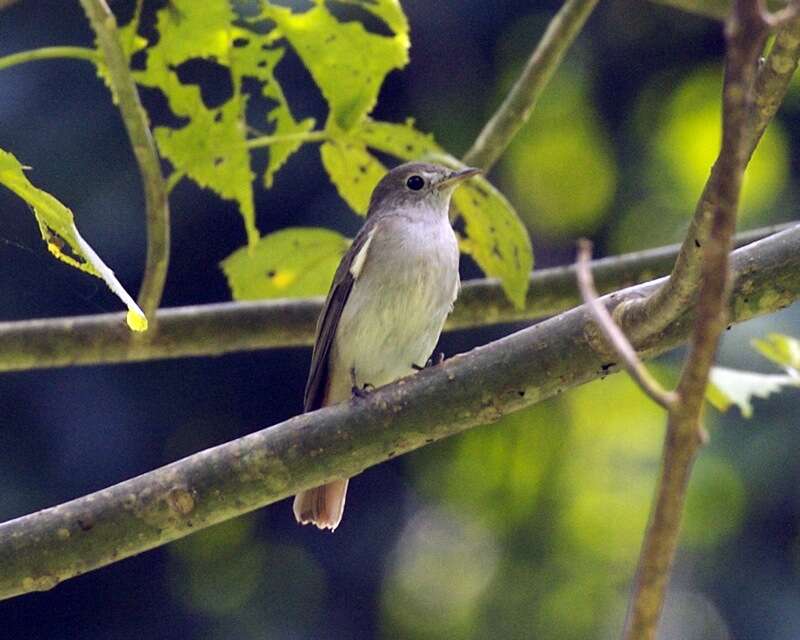 Image of Asian Brown Flycatcher