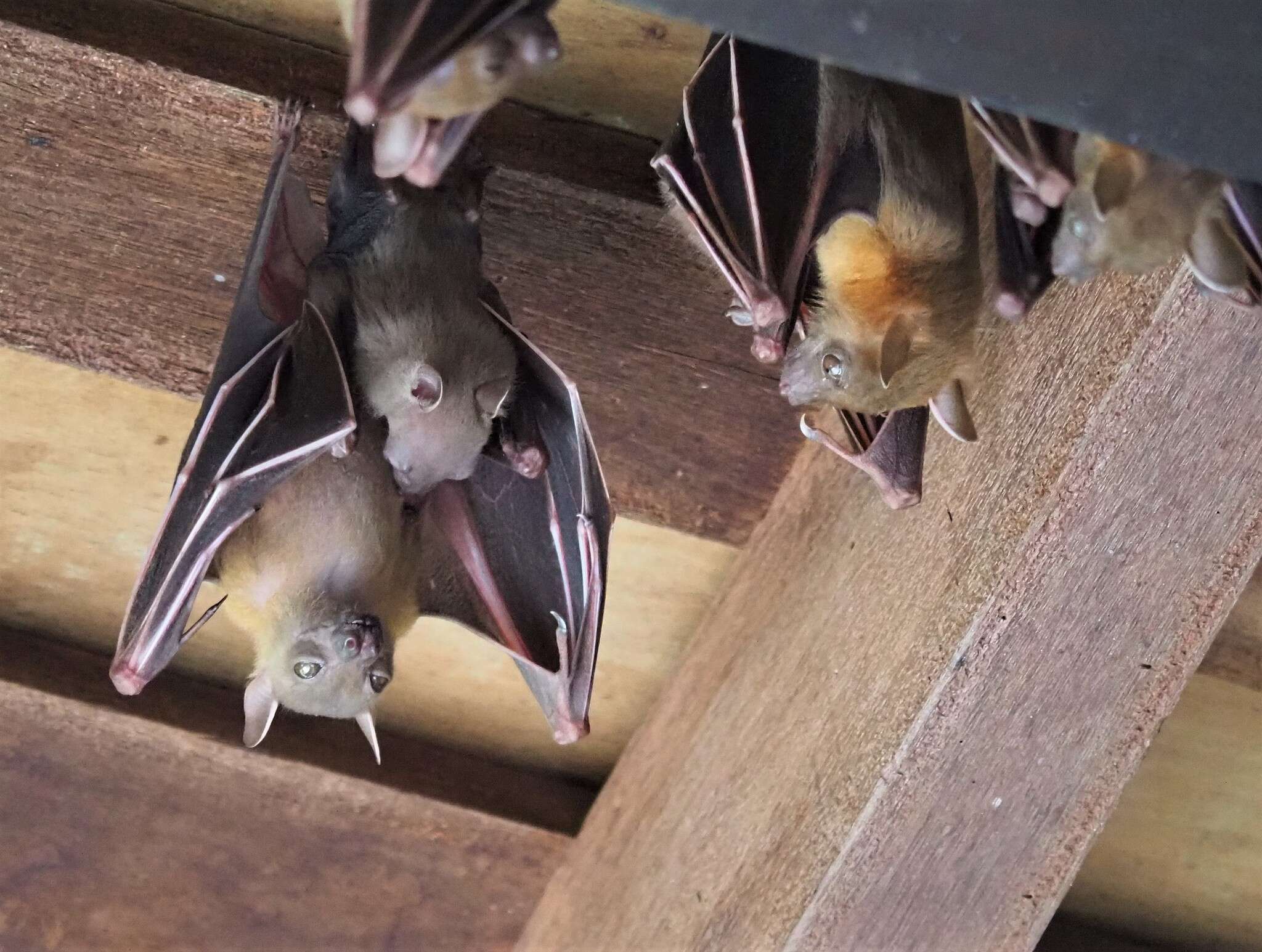 Image of Common Short-nosed Fruit Bat