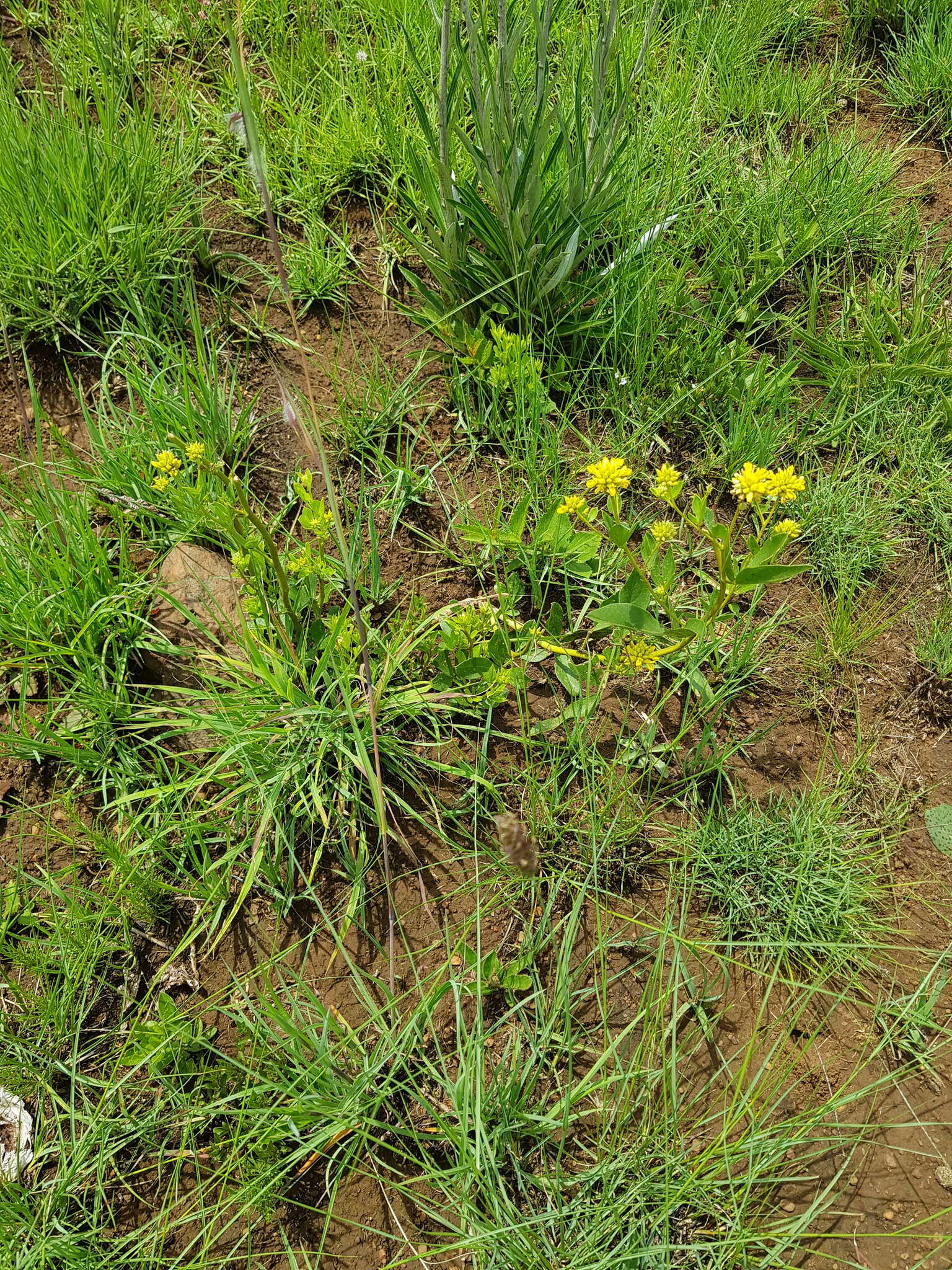 Image of Pearsonia cajanifolia (Harv.) Polhill