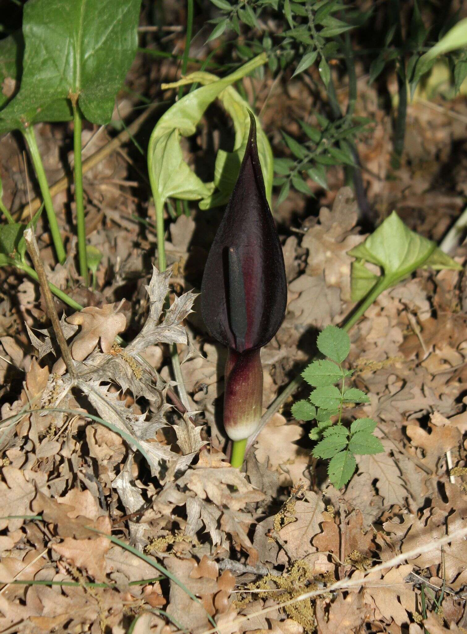 Arum elongatum Steven的圖片