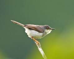 Image of Grey-breasted Prinia