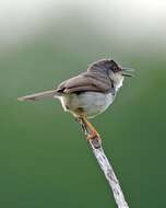 Image of Grey-breasted Prinia