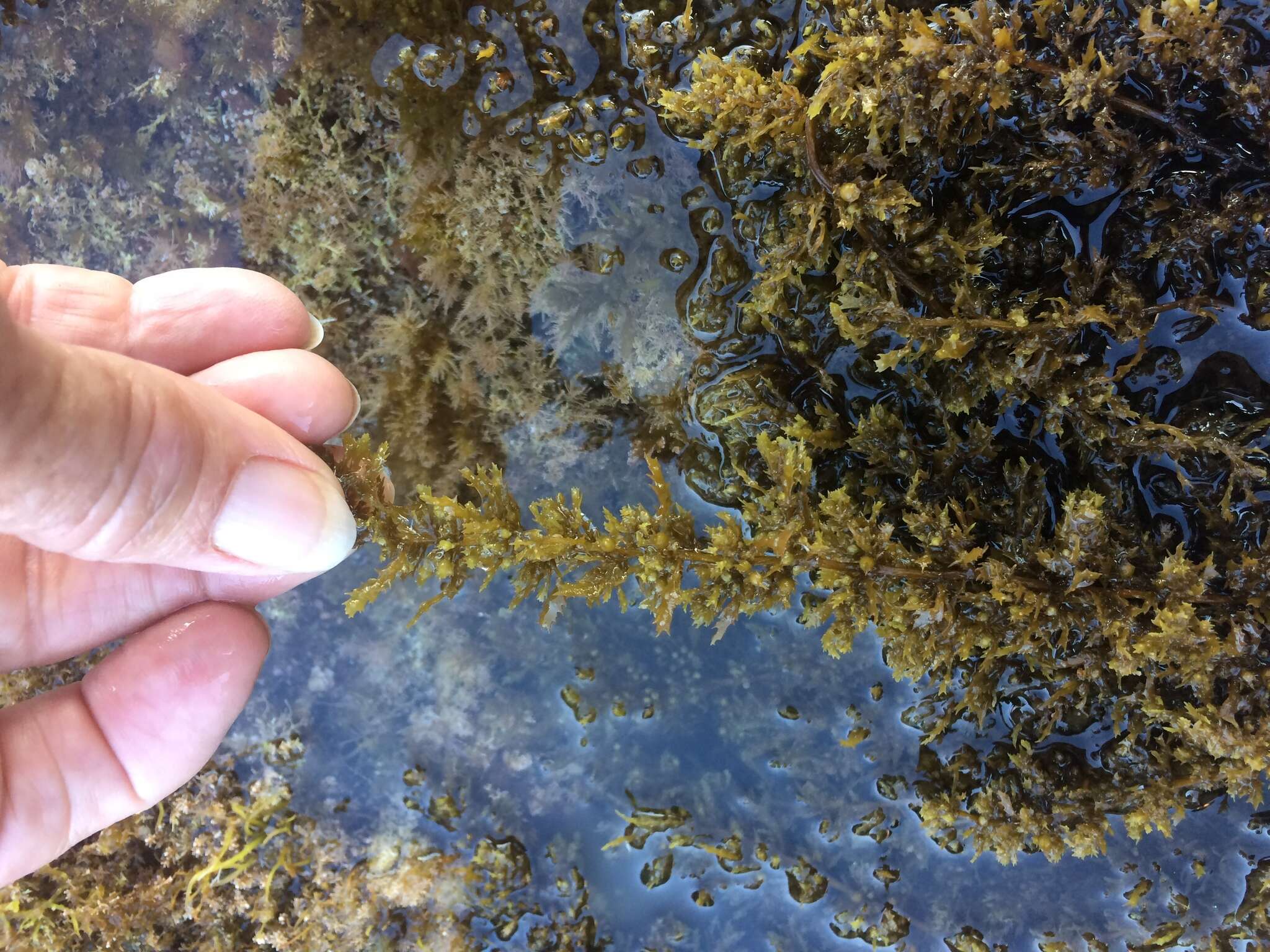 Слика од Sargassum agardhianum