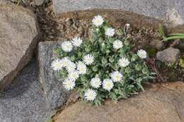 Image of Delosperma pottsii (L. Bol.) L. Bol.