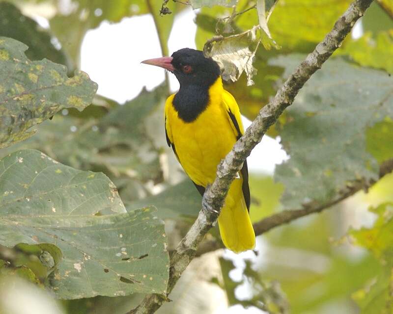 Image of Black-hooded Oriole