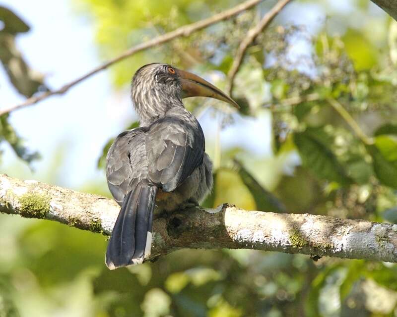 Image of Malabar Grey Hornbill