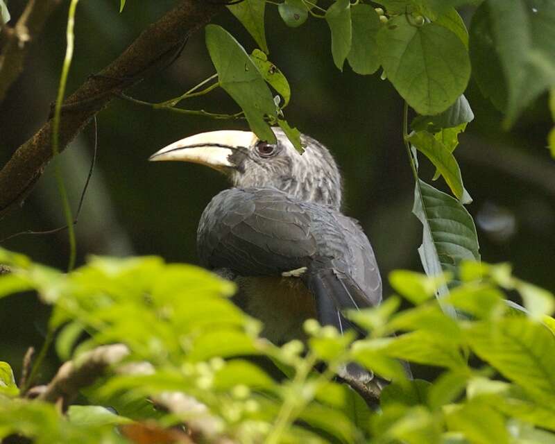 Image of Malabar Grey Hornbill