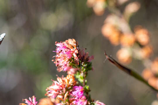 Imagem de Erica labialis Salisb.