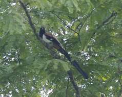 Image of White-bellied Treepie