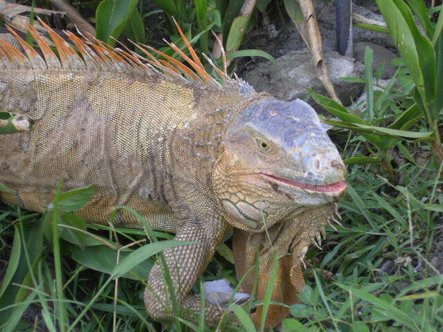 Image of Green iguana