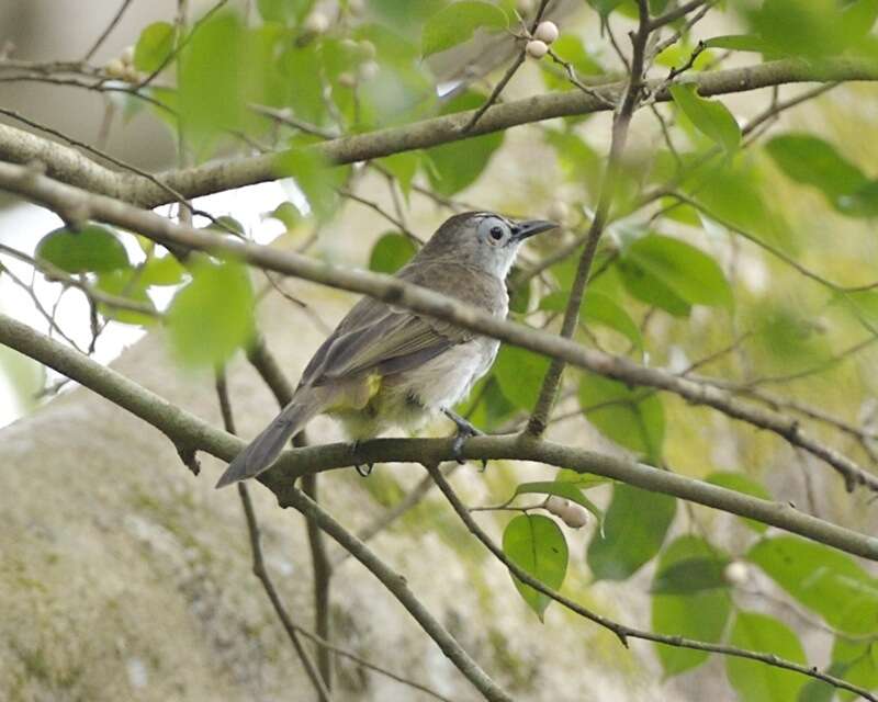 Image of Yellow-vented Bulbul