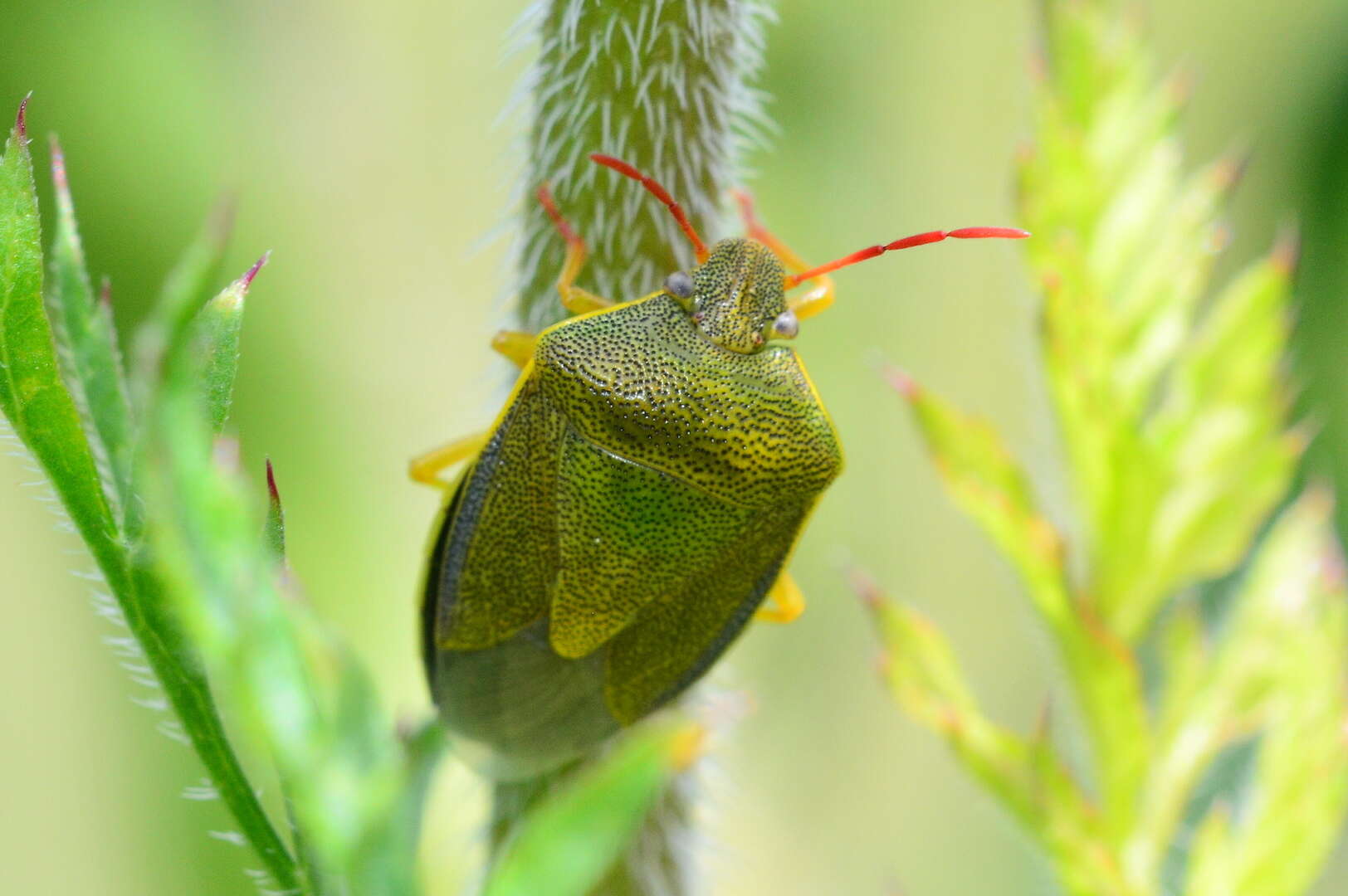 Image of Piezodorus lituratus (Fabricius 1794)