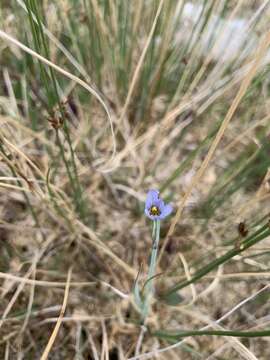 Image of Pale Blue-Eyed Grass